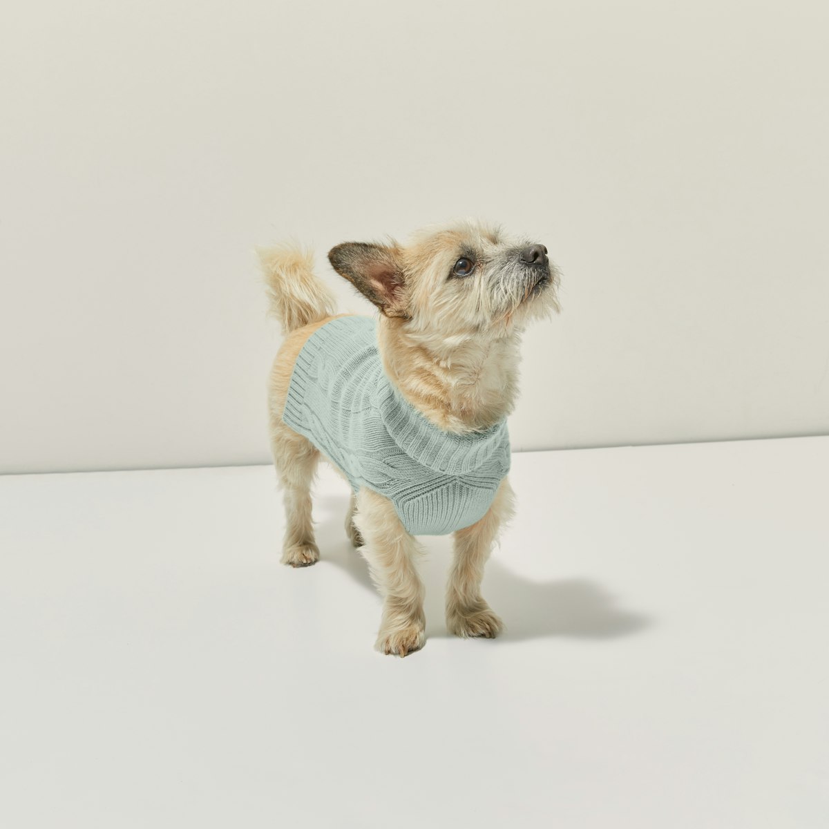 Cashmere Cable Knit Dog Sweater